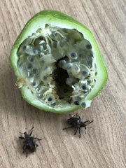 Oemethylus triangularis