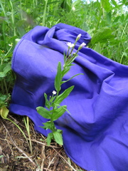 Epilobium lactiflorum