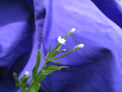 Epilobium lactiflorum