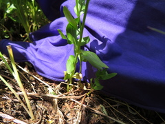 Epilobium lactiflorum