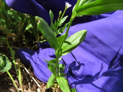 Epilobium lactiflorum