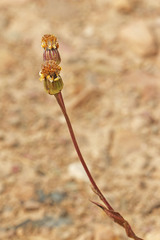 Senecio crassulus
