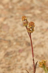 Senecio crassulus