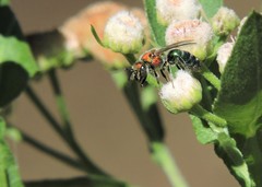 Augochloropsis tupacamaru