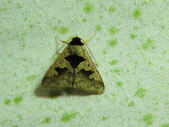 Anoba trigonoides