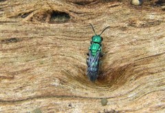 Temnosoma