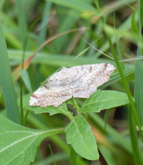 Dissomorphia australiaria