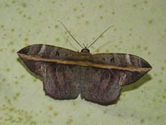 Hemeroblemma ochrolinea