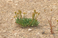 Solidago multiradiata scopulorum