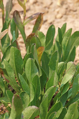 Solidago multiradiata scopulorum