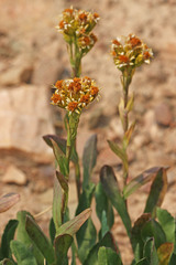 Solidago multiradiata scopulorum