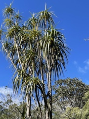 Pleomele aurea