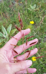 Sorghum leiocladum