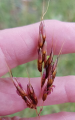 Sorghum leiocladum