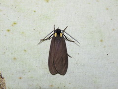 Opharus
