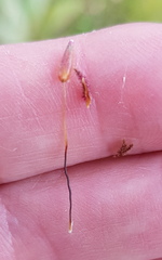 Sorghum leiocladum
