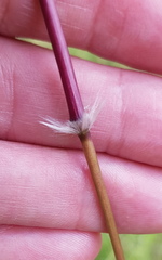 Sorghum leiocladum