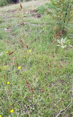 Sorghum leiocladum