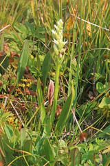 Spiranthes romanzoffiana