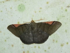 Sphacelodes vulneraria