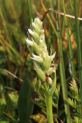 Spiranthes romanzoffiana