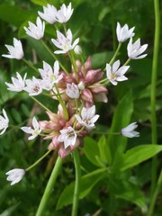 Allium canadense canadense