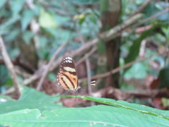 Hypothyris ninonia daeta