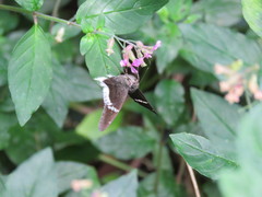 Murgaria doryssus doryssus