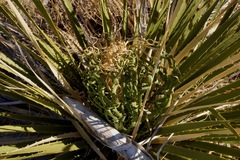 Dasylirion leiophyllum
