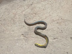 Erythrolamprus melanotus