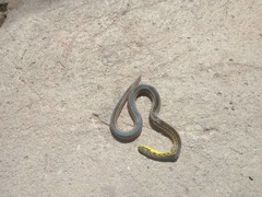Erythrolamprus melanotus