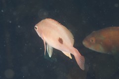 Caesioperca lepidoptera