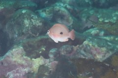 Caesioperca lepidoptera