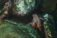 Caesioperca lepidoptera