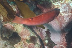 Pseudolabrus rubicundus