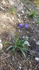 Hyacinthoides non-scripta