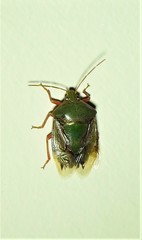 Pegala laevis