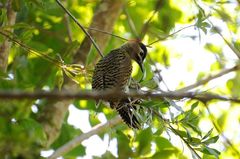 Colaptes melanochloros