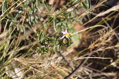 Solanum ferocissimum