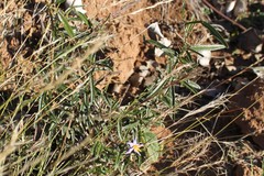 Solanum ferocissimum