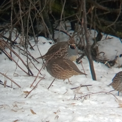 Callipepla californica