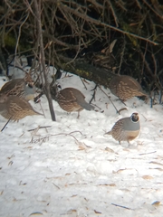 Callipepla californica