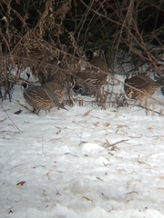 Callipepla californica