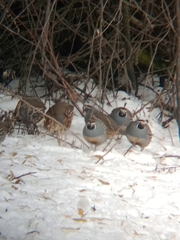 Callipepla californica