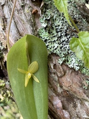 Pleurothallis apopsis