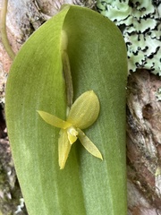 Pleurothallis apopsis