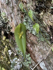 Pleurothallis apopsis