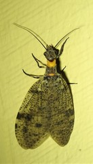 Archichauliodes guttiferus