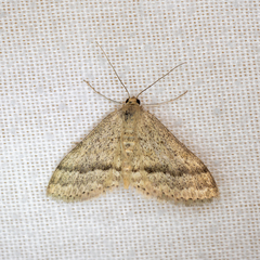Scopula lydia