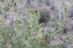 Acacia deanei